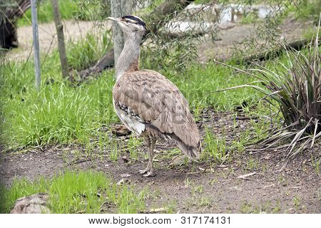 The Australian Bustard Is Walking In A Grassy Field