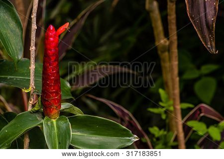 Phallic Shaped Red Flower.