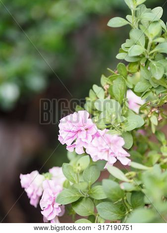 Pink Flower On Blurred Of Nature Background