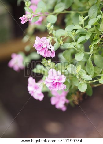 Pink Flower On Blurred Of Nature Background