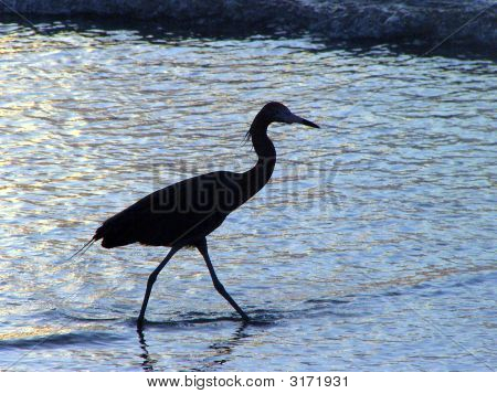 Herron