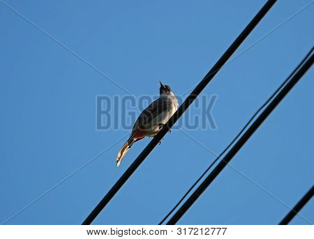 Closeup Sooty-headed Bulbul Bird Perched On The Electric Wire Isolated On Blue Sky