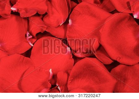 Red Rose Petals Background And Testure, Closeup Macro, High Resolution 4. Nature Romance Background