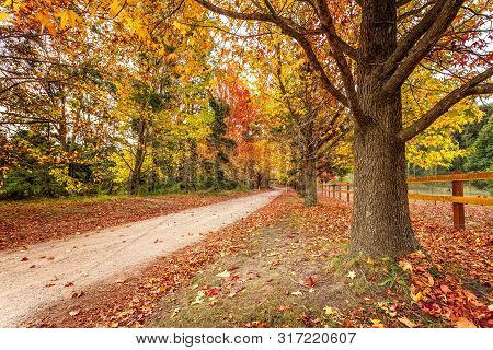 Beautiful Scenic Country Roads In Autumn Lined With Maples And Deciduous Trees With Leaves An Array 