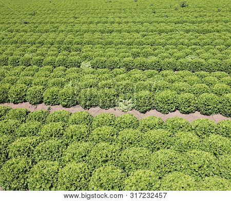 Background Of  Green Lettuce On The Sandy Soil To Favor The Growth Of Vegetables