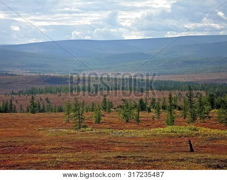 Forest Tundra Landscape In The Summer. Taiga Of Siberia. Yamal