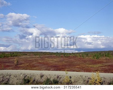 Forest Tundra Landscape In The Summer. Taiga Of Siberia. Yamal