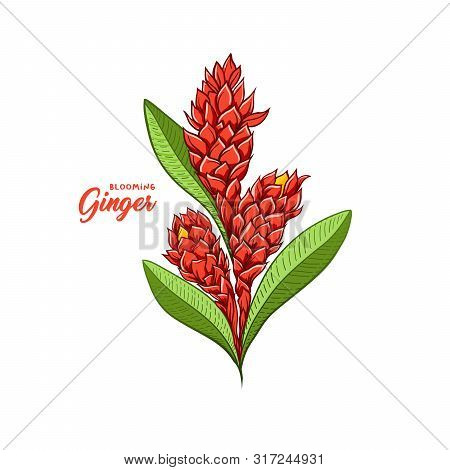 Gingerflower Blossoming Plant Spice. Botanical Vector Illustration For Posters Or Banner Design