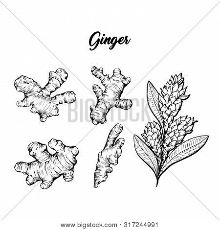 Ginger And Flower Blossoming Plant Spice Set. Botanical Vector Illustration For Posters Or Banner De