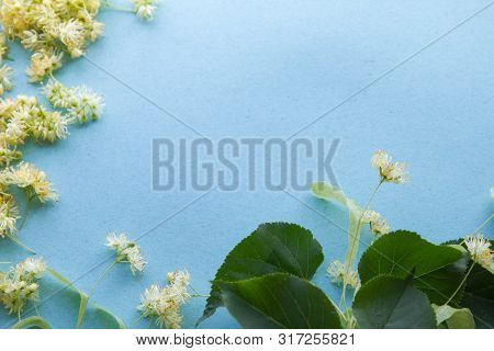 Yellow Flowers Of Fragrant Linden Macro On A Blue Background. Healing Plant. Copy Space