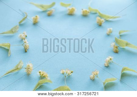Yellow Flowers Of Fragrant Linden Macro On A Blue Background. Healing Plant. Copy Space
