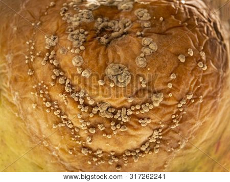 Monilinia  Diseases - Infected Apples With Typical Signs Of Disease Close Up