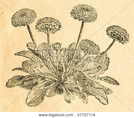 Daisy - vieux illustration par un artiste inconnu du Botanika Szkolna na Klasy Nizsze, auteur Jozef Rosta