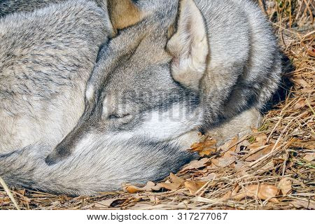 Dog Breed West Siberian Laika Sleeps On Dry Leaves