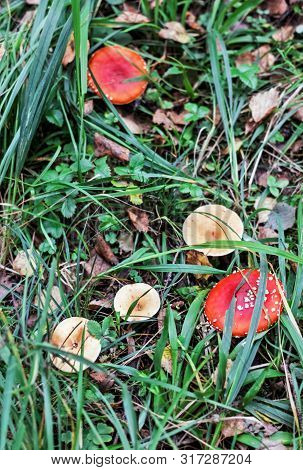 Bright Poisonous Mushrooms In Green Forest Grass