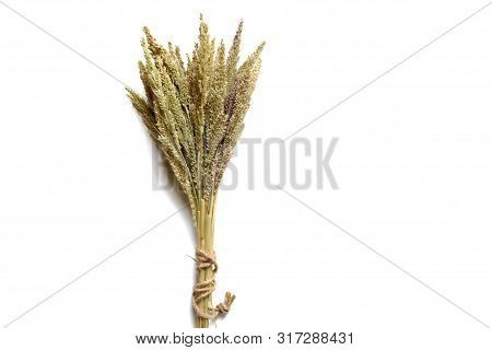 Agricultural, Agriculture, Background, Barley, Branch, Brown, Bunch, Bundle, Cereal, Closeup, Cookin