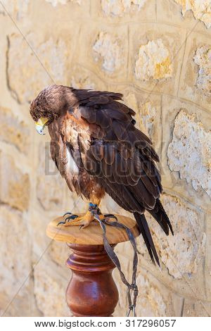 Close-up Of The Golden Eagle (aquila Chrysaetos) Adult. Also Known As Caudal Eagle. Ring For Falconr