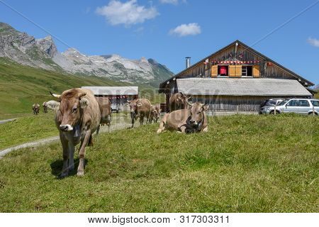 Grazing Cows At Melchsee-frutt In The Swiss Alps