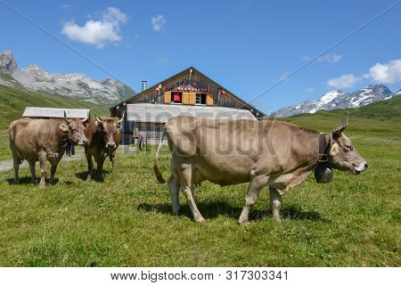 Grazing Cows At Melchsee-frutt In The Swiss Alps