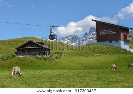 Grazing Cows At Melchsee-frutt In The Swiss Alps