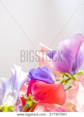 Sweet Pea Flowers Beautiful Postcard, Copy Space