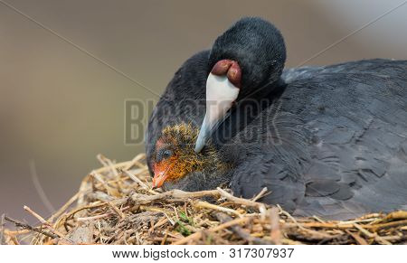 Red Knobbed Coot Sitting On A Nest With One Chick To Protect