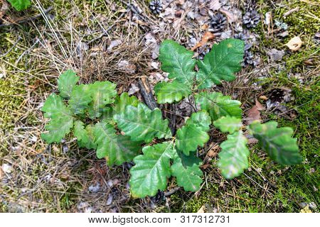 Small Oak Tree Seedling. Young Trees Growing In The Forest Undergrowth.