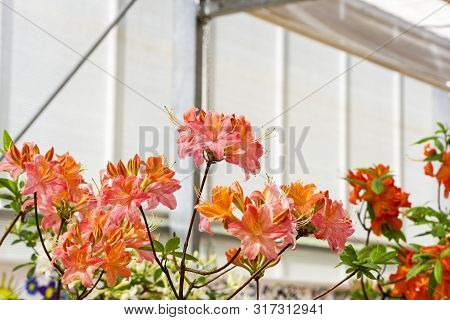 Beautiful Blooming Rhododendron Of The Inga Species.