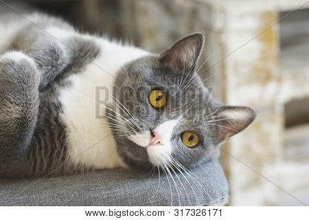 British Cat Laying On Table Portrait, Funny Cat