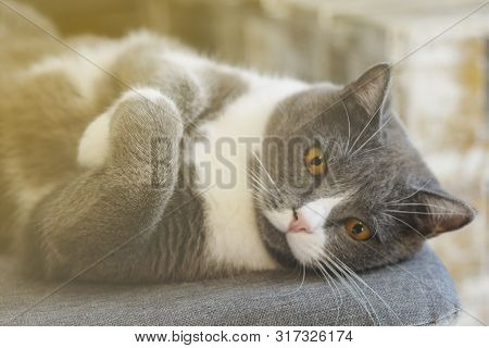 British Cat Laying On Table Portrait, Funny Cat