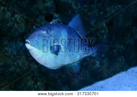 A Blue Triggerfish (pseudobalistes Fuscus). Close Up