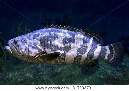 Goliath Grouper (epinephelus Itajara) In Deep Water. Close Up