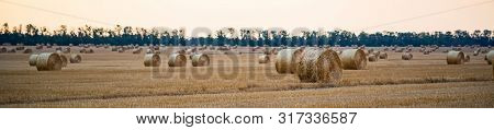 Panoramic View Of Big Round Haystacks On Field In Countryside