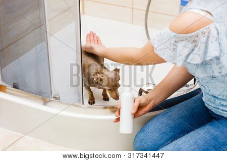 Woman Taking Care Of Her Little Dog. Female Washing, Cleaning Pinscher Ratter Prazsky Krysarik Under