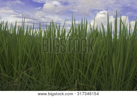 Farm Green Rice With Cloud Blue Sky Of Country Of Tradition Of Harvest