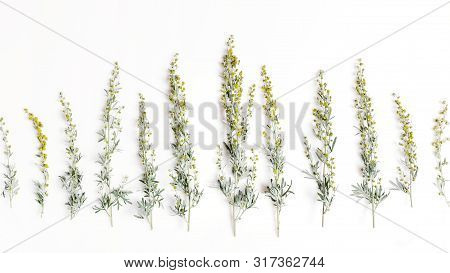 Medicinal Herbs, Sagebrush, Artemisia, Mugwort On A White Background.