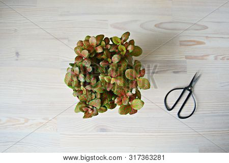 Fittonia Skeleton House Plant And Black Steel Scissors On The Wooden Table