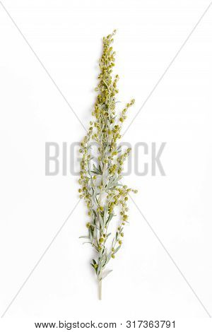 Medicinal Herbs, Sagebrush, Artemisia, Mugwort On A White Background.