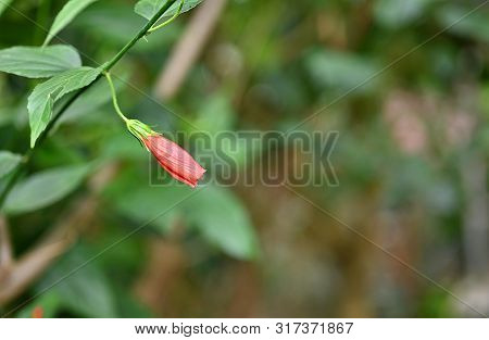 Beautiful Sleepy Hibiscus Flower, Firecracker Hibiscus With Blur Background