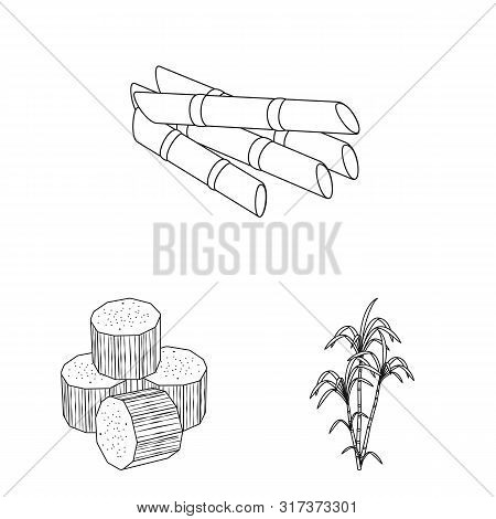 Isolated Object Of Sugar And Field Sign. Set Of Sugar And Plantation Vector Icon For Stock.