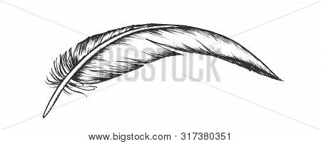 Lost Bird Outer Element Feather Vintage . Fluffy Feather Characteristic Distinguish Extant Fliers Fr