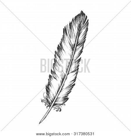 Decorative Bird Element Feather Monochrome . Standing Feather Bird Detail Formed In Tiny Follicles I