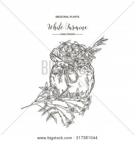 White Jasmine. Jasminum Officinale Flowers And Leaves With Textile Bag. Medical Plants Hand Drawn. V