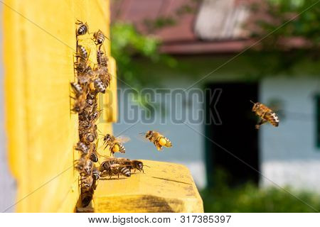 Bees Fly Into The Hive. Bees Carry Pollen On Their Paws