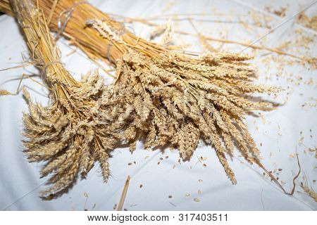 Wheat Isolated Lying Down On White Background