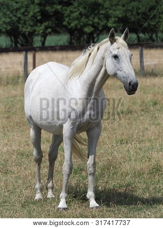 A Reitired Ex Racehorse In A Summer Paddock.