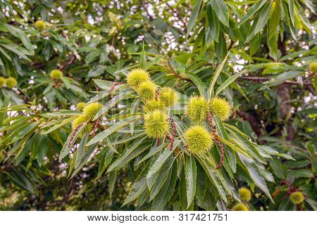 Closeup Of Ripening Cupules On A Sweet Chestnut Or Castanea Sativa Tree. The Photo Was Taken In The 