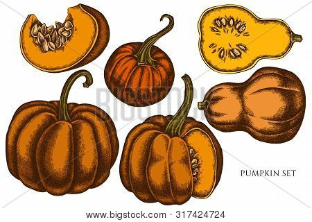 Vector Set Of Hand Drawn Colored Pumpkin Stock Illustration