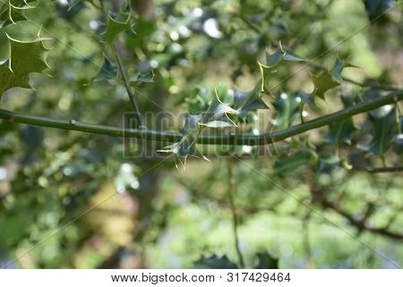 Common Holly Bush With Sharp Spiney Leaves.