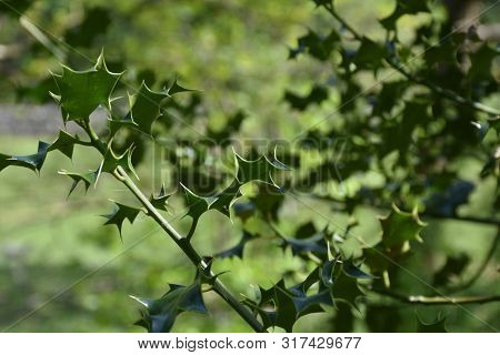 Sharp Thorny Holly Leaves On A Holly Bush.